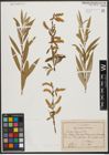 Foto von Salix tominii Dode